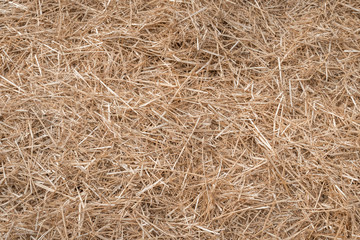 Hay or straw grass after harvest at country farm field