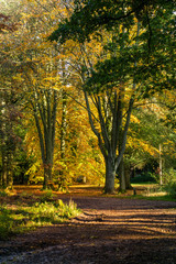 Autumn forest yellow leaves warm sunshire