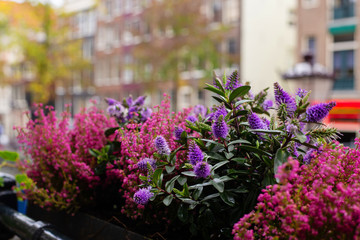 Fototapeta na wymiar flowers on the balcony on the background of buildings in Amsterdam (horizontally, bright and color version)
