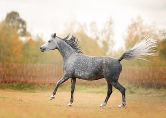 grey dappled arabian horse runs free in autumn field