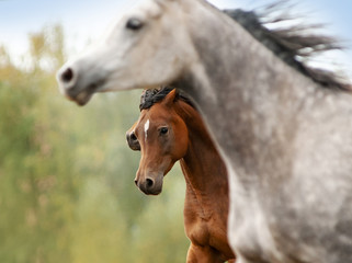 Obraz premium arabian horses detail