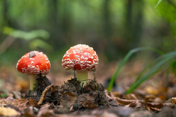 Amanita muscaria, a poisonous mushroom in a forest