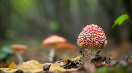 Amanita muscaria, a poisonous mushroom in a forest