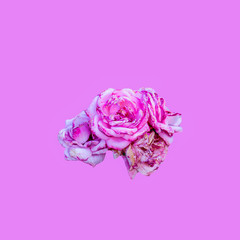 PINK FLOWER ON PINK BACKGROUND. WOMEN'S COLORS