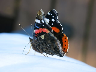 butterfly close up