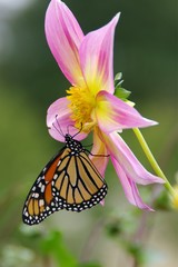 Monarch on Pink Flower