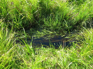 water flows through the grass