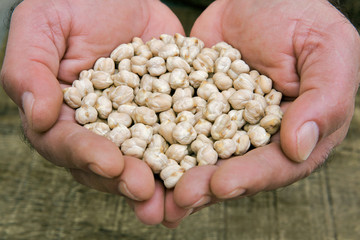 Raw chickpeas in cupped hands of man