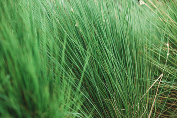 Beautiful summer green plant background texture 