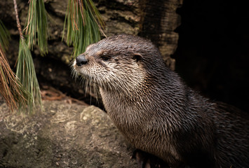 North American River Otter