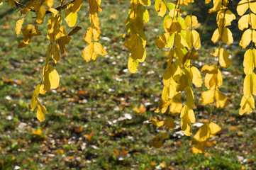 Obraz premium Yellow acacia leaves hang on a branch in the sunlight, against a background of green grass.