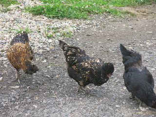 Pavlovian chickens walk in the summer