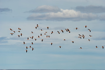 Flamingos flying over the coast in patagonia