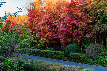 Naklejka premium Autumn landscape of Nanhu Park, Changchun, China