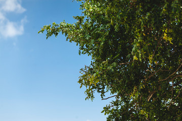Tel aviv blue sky and green tree