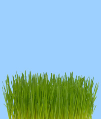 Fototapeta premium Wheat grass growing against isolated blue background.