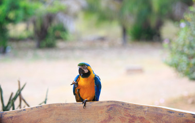 Blue and yellow Macaw (Ara ararauna), also known as Blue-and-gold Macaw. 