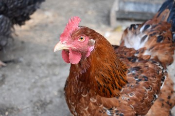 Chickens, hens and roosters on a farm