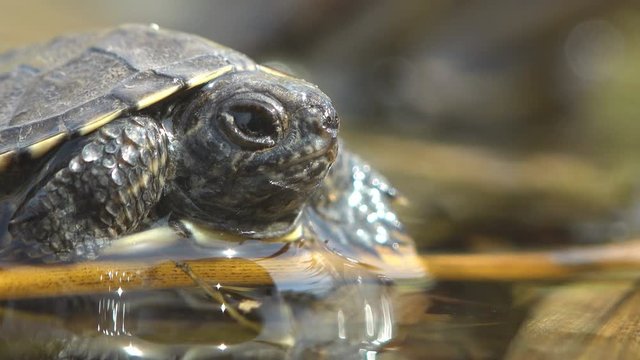Small amphibian tortoise sits in shallow water
