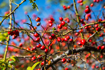 Dog rose red fruits (Rosa canina, Briar). Wild ripe rosehips on bush in nature