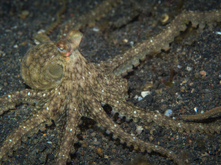 An octopus on the sandy bottom