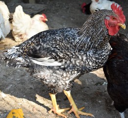 Chickens, hens and roosters on a farm