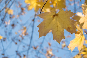 Fototapeta na wymiar Bright yellow maple leaves in the sunlight, against the blue sky