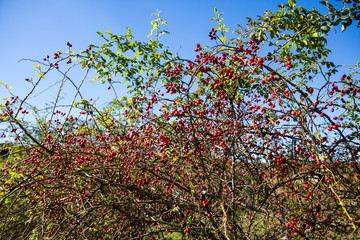 Dog rose red fruits (Rosa canina, Briar). Wild ripe rosehips on bush in nature