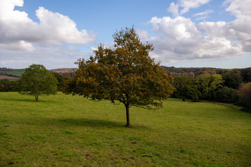 Oak tree producing autumn seasonal colours in a field in October