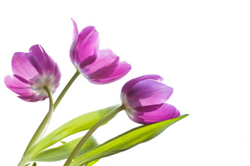 Bouquet of violet tulips on white background close-up