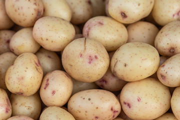 A pile of young potatoes - Solanum tuberosum - on display for sale. The essential source of starches or carbohydrates.