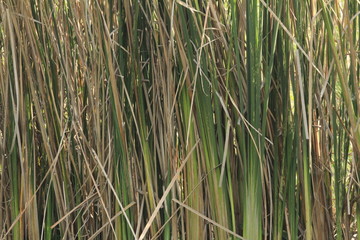 Fototapeta premium grass in the wind