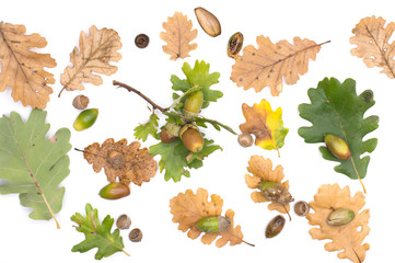 oak leaves in autums with acorns and green and brown colors on white background with view from...