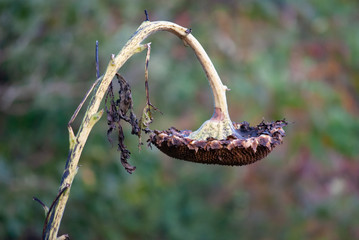 A dead sunflower droops sadly in the foreground