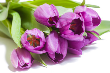 Obraz premium Bouquet of violet tulips on white background close-up