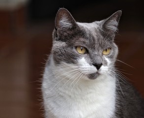 Fototapeta na wymiar grey and white cat 