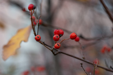 A hawthorn - Crataegus - shrubs in late autumn. Red berries, yellow leaves, brown twigs and branches. Colors of the fall season. Thanksgiving theme decor or background.