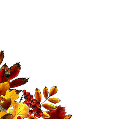 Naklejka na ściany i meble Template autumn leaves on white background Hand draw illustration