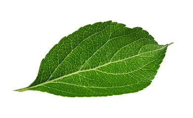 Apple leaf on a white background