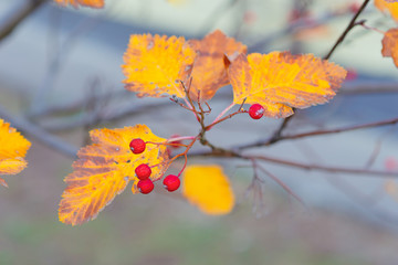 A hawthorn - Crataegus - shrubs in late autumn. Red berries, yellow leaves, brown twigs and branches. Colors of the fall season. Thanksgiving theme decor or background.