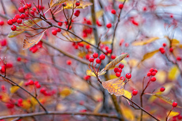 A hawthorn - Crataegus - shrubs in late autumn. Red berries, yellow leaves, brown twigs and branches. Colors of the fall season. Thanksgiving theme decor or background.