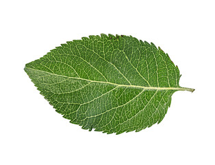 Apple leaf on a white background