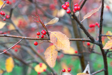 A hawthorn - Crataegus - shrubs in late autumn. Red berries, yellow leaves, brown twigs and branches. Colors of the fall season. Thanksgiving theme decor or background.