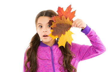 surprised child feel unity with nature. Nice day. lets do maple syrup. small girl maple leaves....