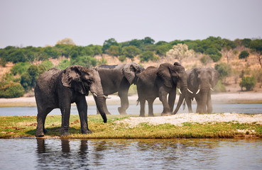 Fototapeta premium Elephants, Loxodonta africana, on the river bank.