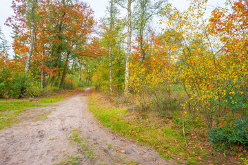 Fototapeta na wymiar Path in a forest in fall colors in sunlight in autumn