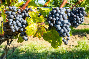 Close-up of Ripen Merlot Red Wine Grapes Ready for Harvesting
