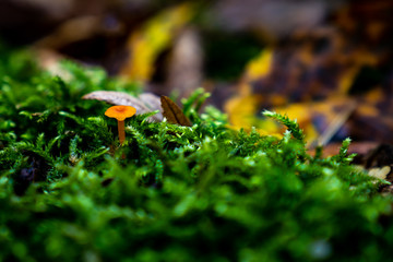 essbare Pilze im Wald