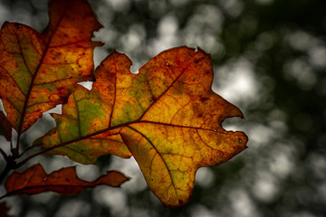 Herbstblätter im Wald 