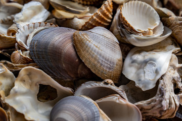 farbenfrohe Muscheln auf einem Haufen